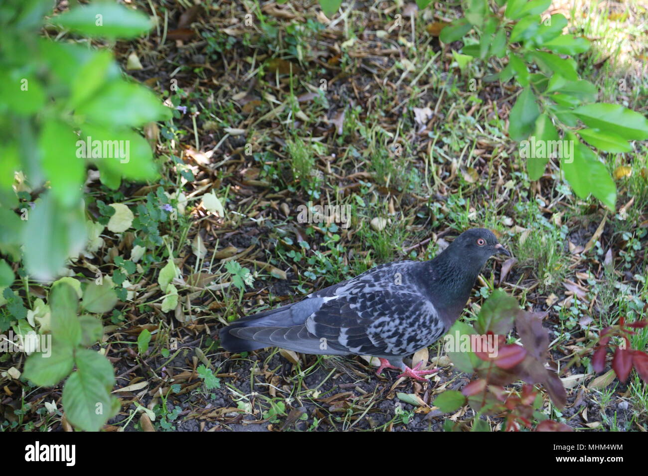 Schone Taube Im Garten Stockfoto Bild 182995728 Alamy