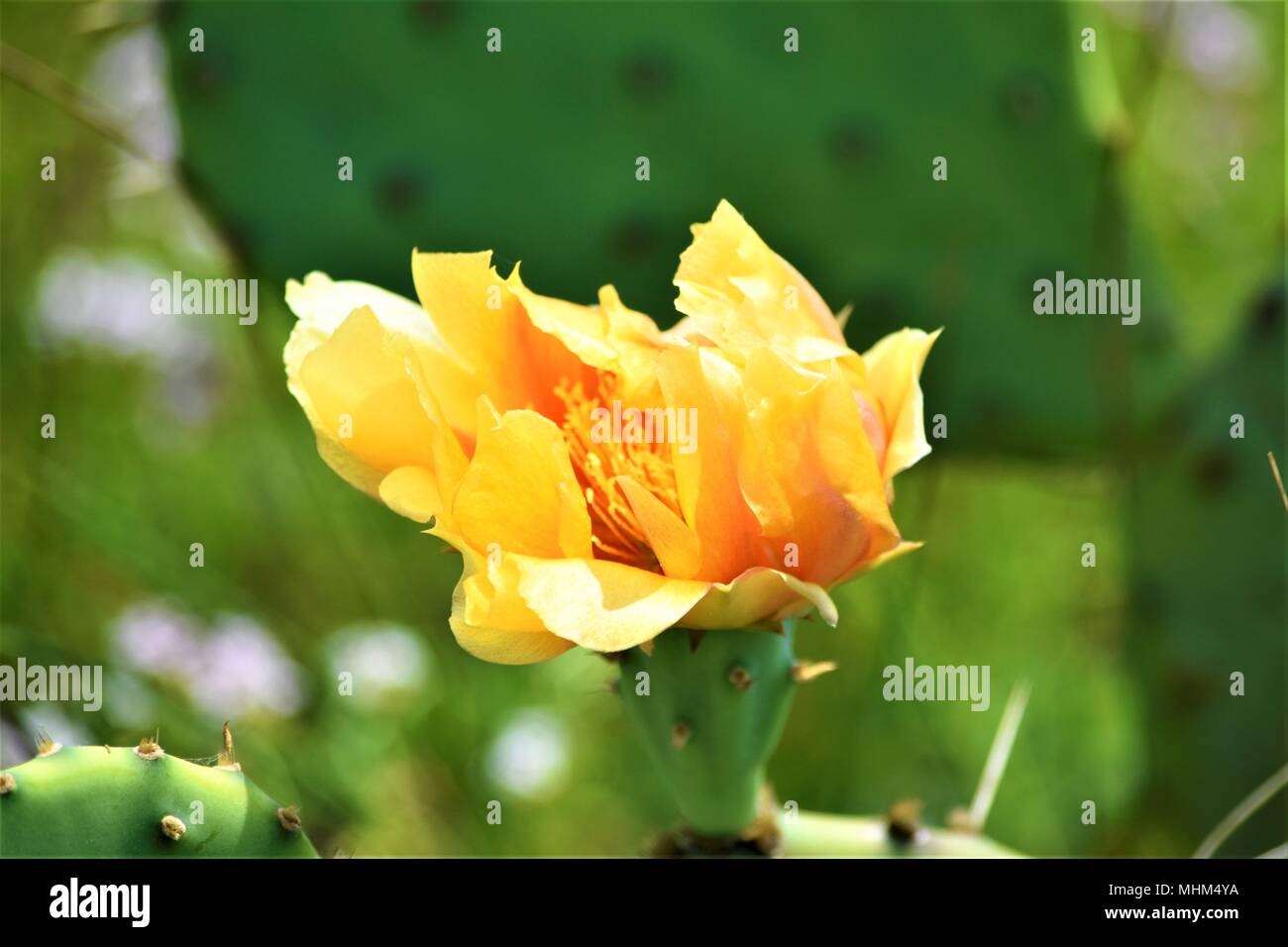 Prickly Pear Cactus Flower Stockfoto
