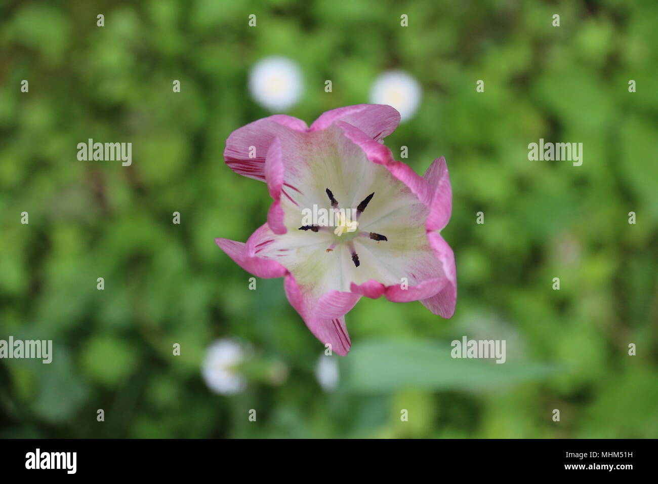 Lila Blume im Botanischen Garten Stockfoto