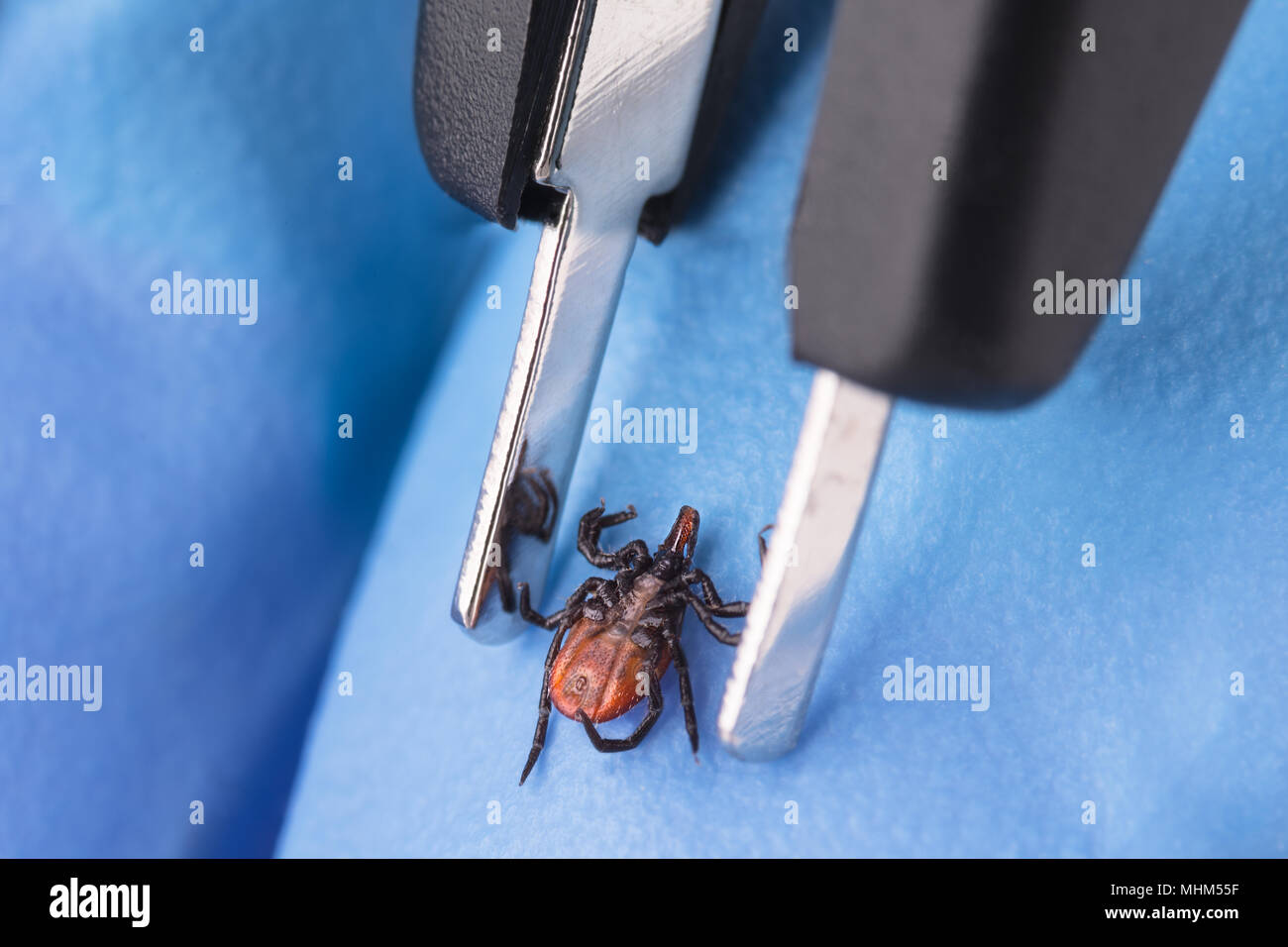 Castor bean ticken und Pinzette auf Hand in blau Handschuh. Ixodes ricinus. In der Nähe von gefährlichen Milbe auf seinem Rücken. Enzephalitis und Borreliose. Stockfoto