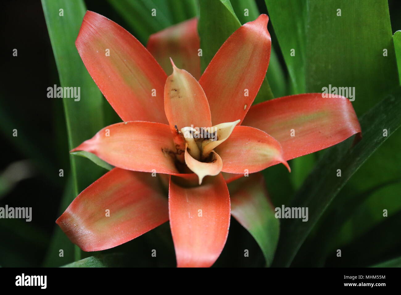 Cactus red flowers green leaves -Fotos und -Bildmaterial in hoher Auflsung   Alamy