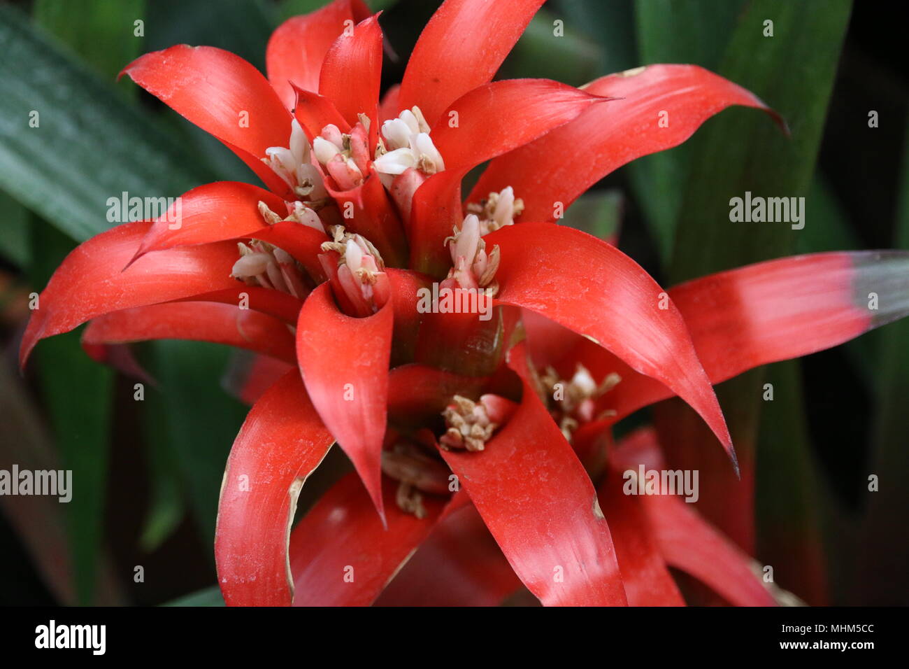 Schöne rote tropische Kakteen Blumen Stockfoto