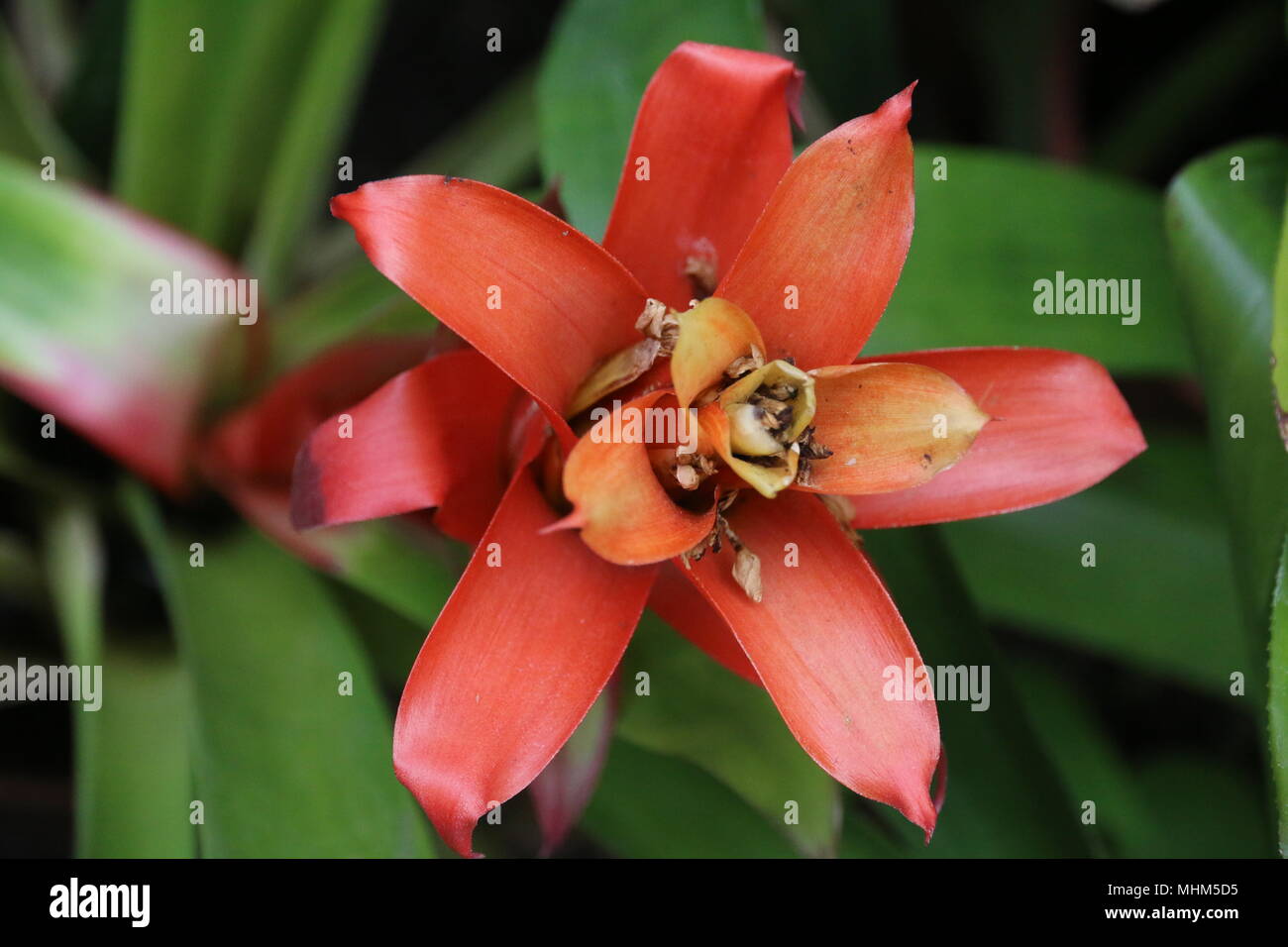 Schöne rote tropische Kakteen Blumen Stockfoto