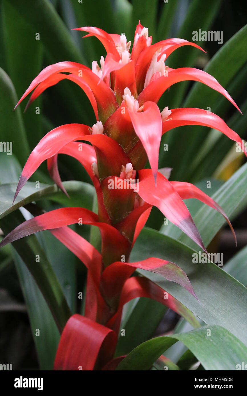 Große rote blumen Fotos und Bildmaterial in hoher Auflösung Alamy