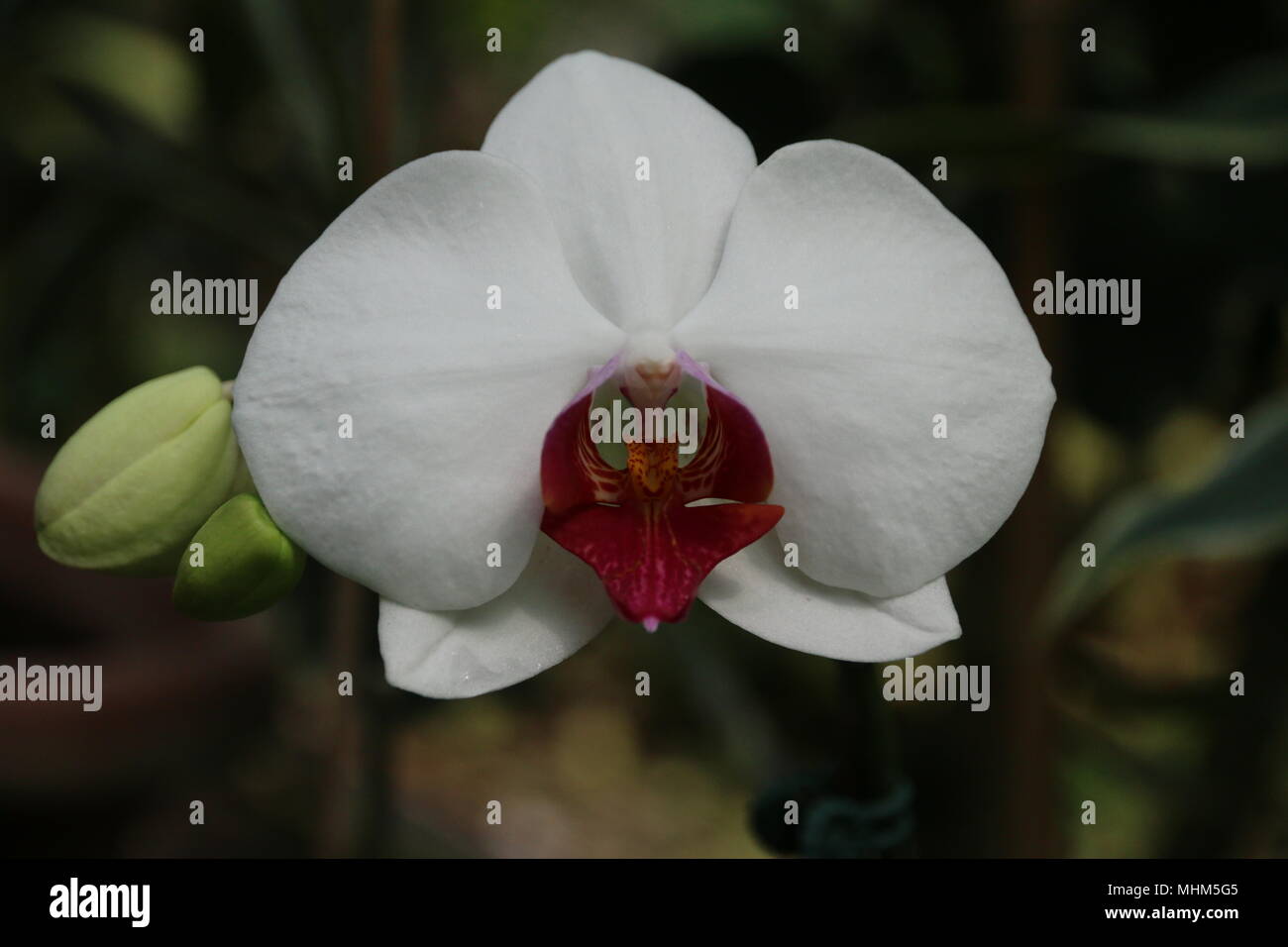 Schöne bunte Orchid Stockfoto