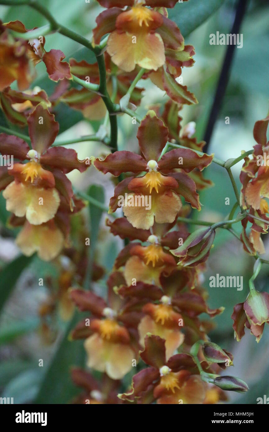 Schöne bunte Orchid Stockfoto