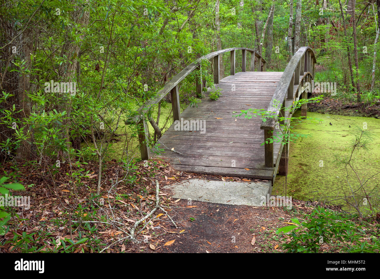 NC-01773-00... NORTH CAROLINA- Brücke über einem Teich in Nags Head Woods ein Nature Conservancy und ein National Natural Landmark auf der äußeren Ba entfernt Stockfoto