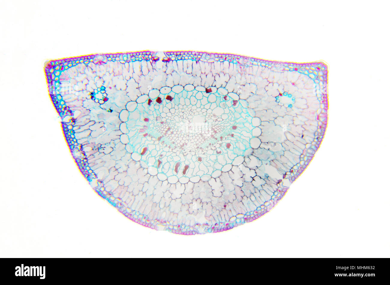 Mikroskopie Fotografie. Blatt von Pinus. Transversalschnitt. Stockfoto