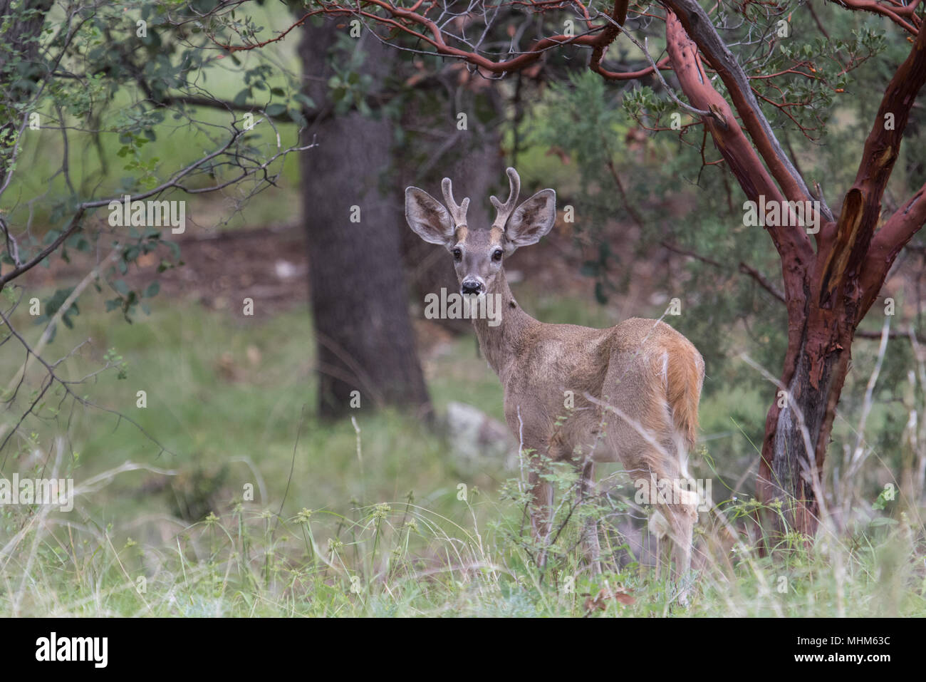 Eine junge Coues whitetail Buck in Samt. Stockfoto