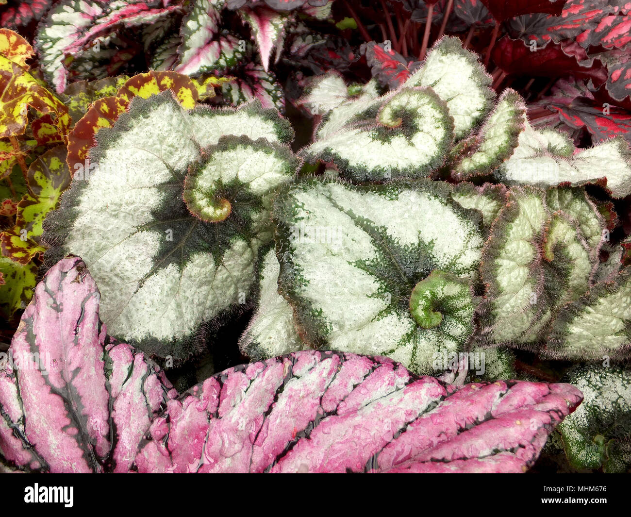 Begonia Escargot oder Begonia Rex Anlage Stockfoto