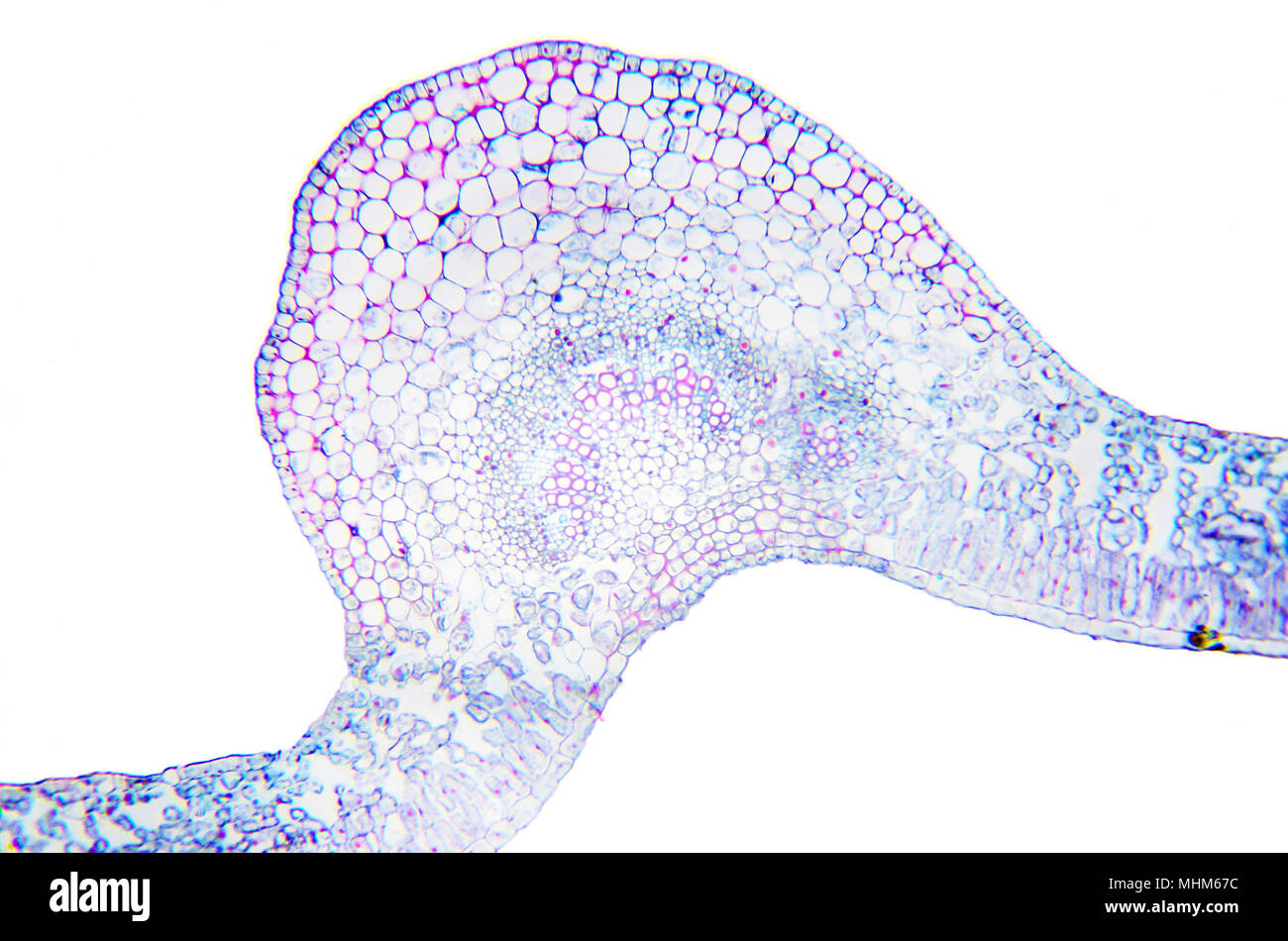 Mikroskopie Fotografie. Blatt der Ligustrum lucidum. Transversalschnitt. Stockfoto
