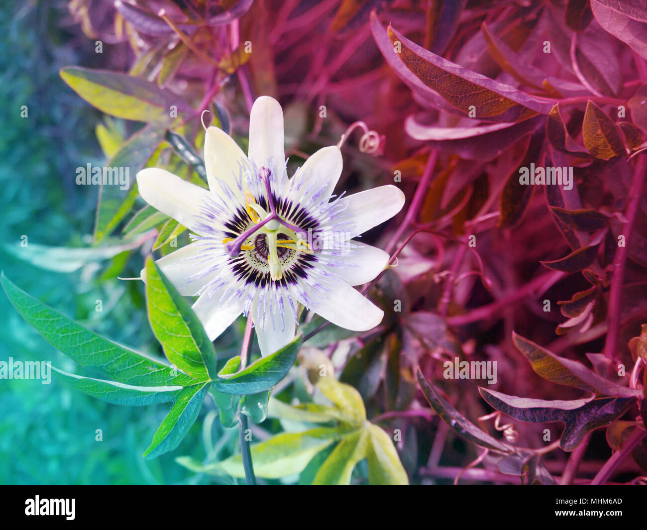 Weiß passiflora Blume auf der Bunten verschwommenen Hintergrund. Florale Desktop. getönten Bild. Stockfoto