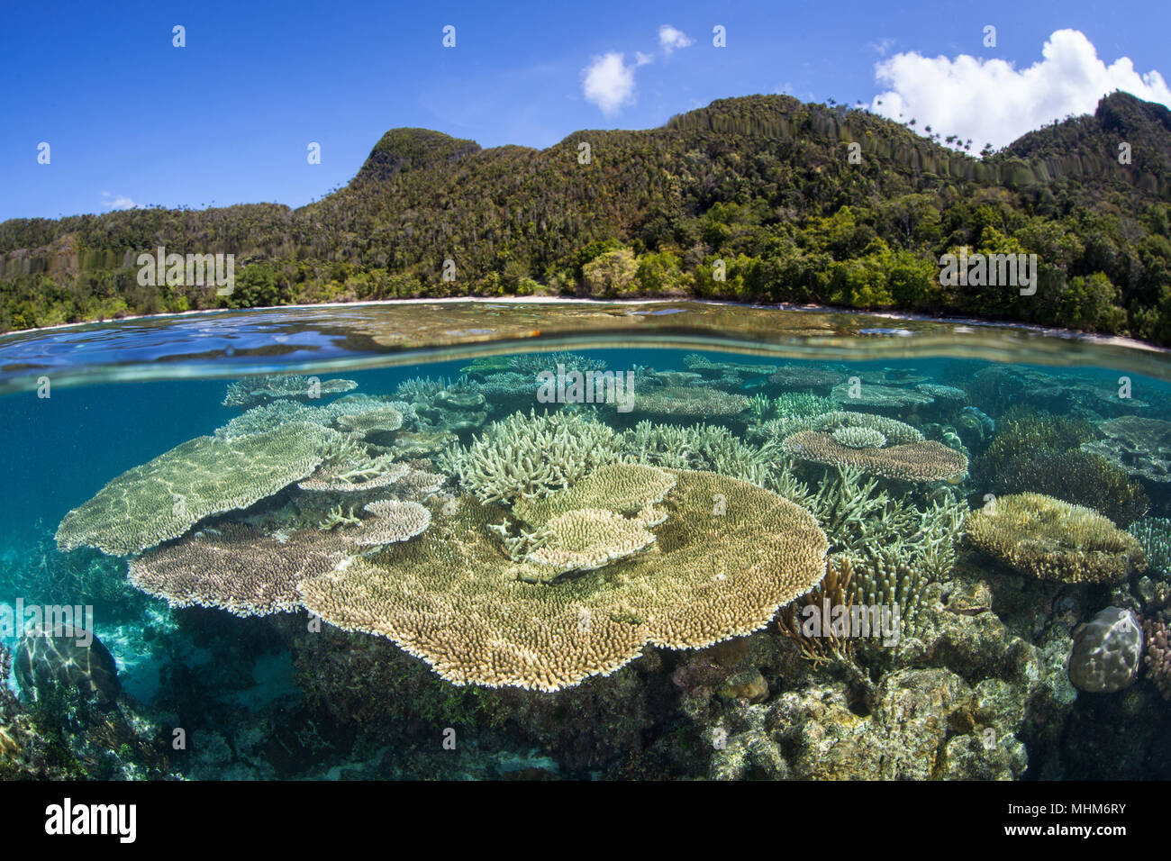 Schöne riffbildende Korallen wachsen auf ein flaches Riff in Raja Ampat, Indonesien. Diese Region ist für seine unglaubliche Artenvielfalt des Meeres bekannt. Stockfoto