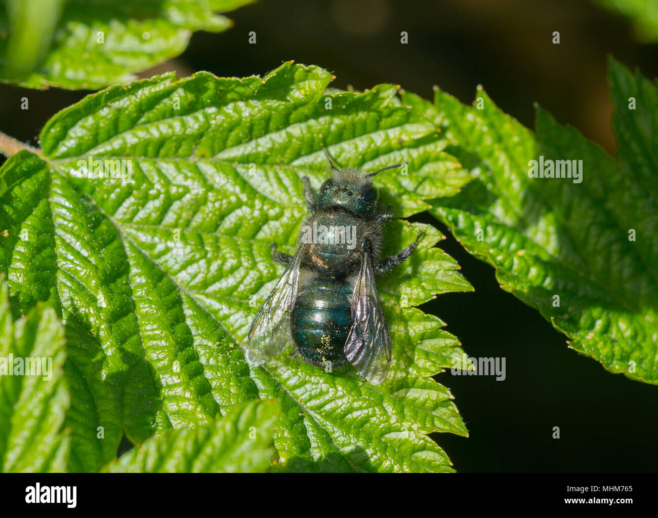 Eine blaue Orchard Mason Bee (Osmia lignaria) ruht in der Sonne auf das grüne Blatt einer Salmonberry bush (Rubus Californica). Stockfoto