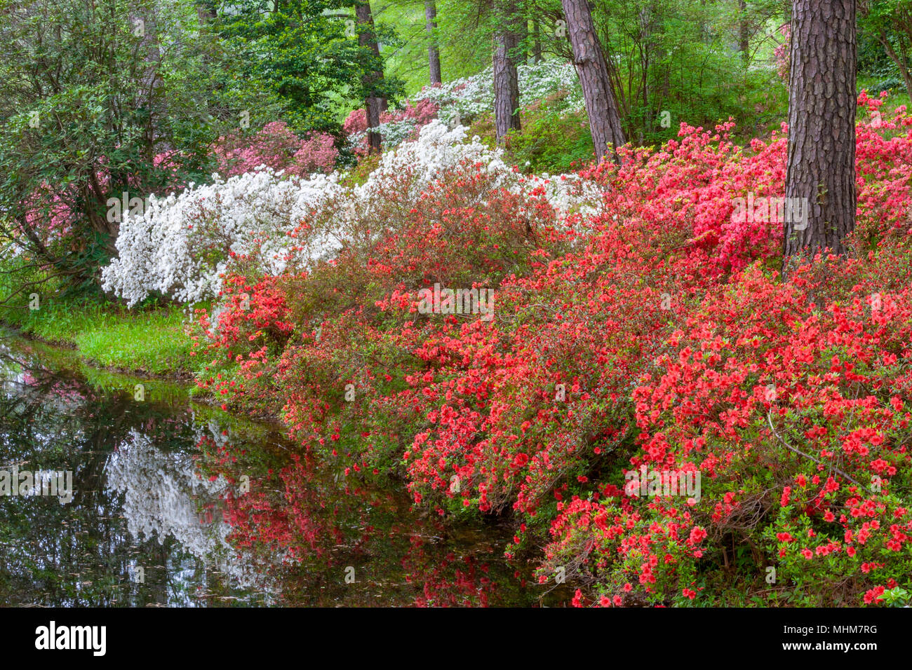 Azalee Mit Blick Auf Garten Bei Callaway Gardens In Pine Mountain