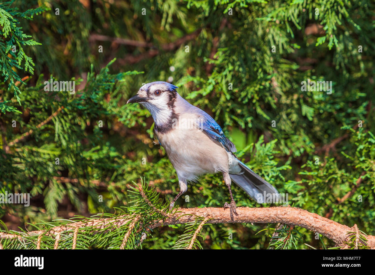 Blue Jay, Cyanocitta cristata, im Hinterhof in Charlotte, NC. Stockfoto