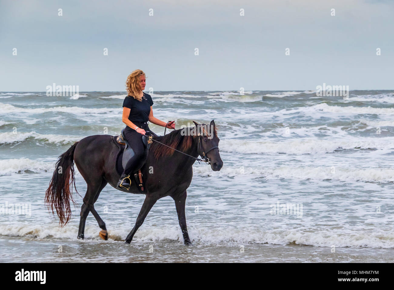 Pferd und Reiter durch Wellen auf Galveston Beach. Stockfoto