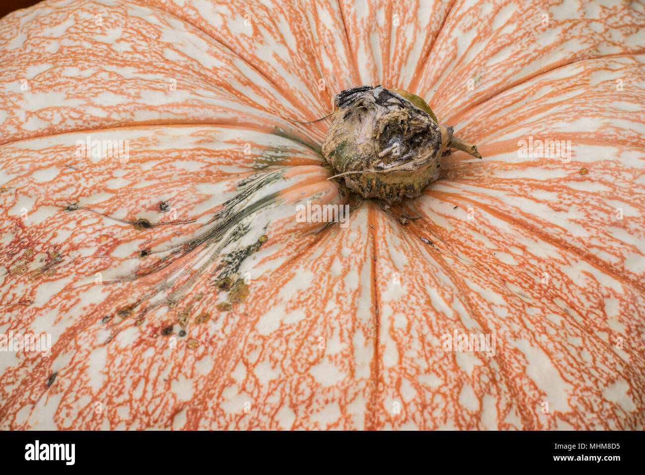Herbst Kürbisse in einem kürbisfeld. Aschenputtel und traditionellen Sorten sind ideal zum Backen und dekorieren in der kühlen Jahreszeit. Kürbisse wachsen Stockfoto
