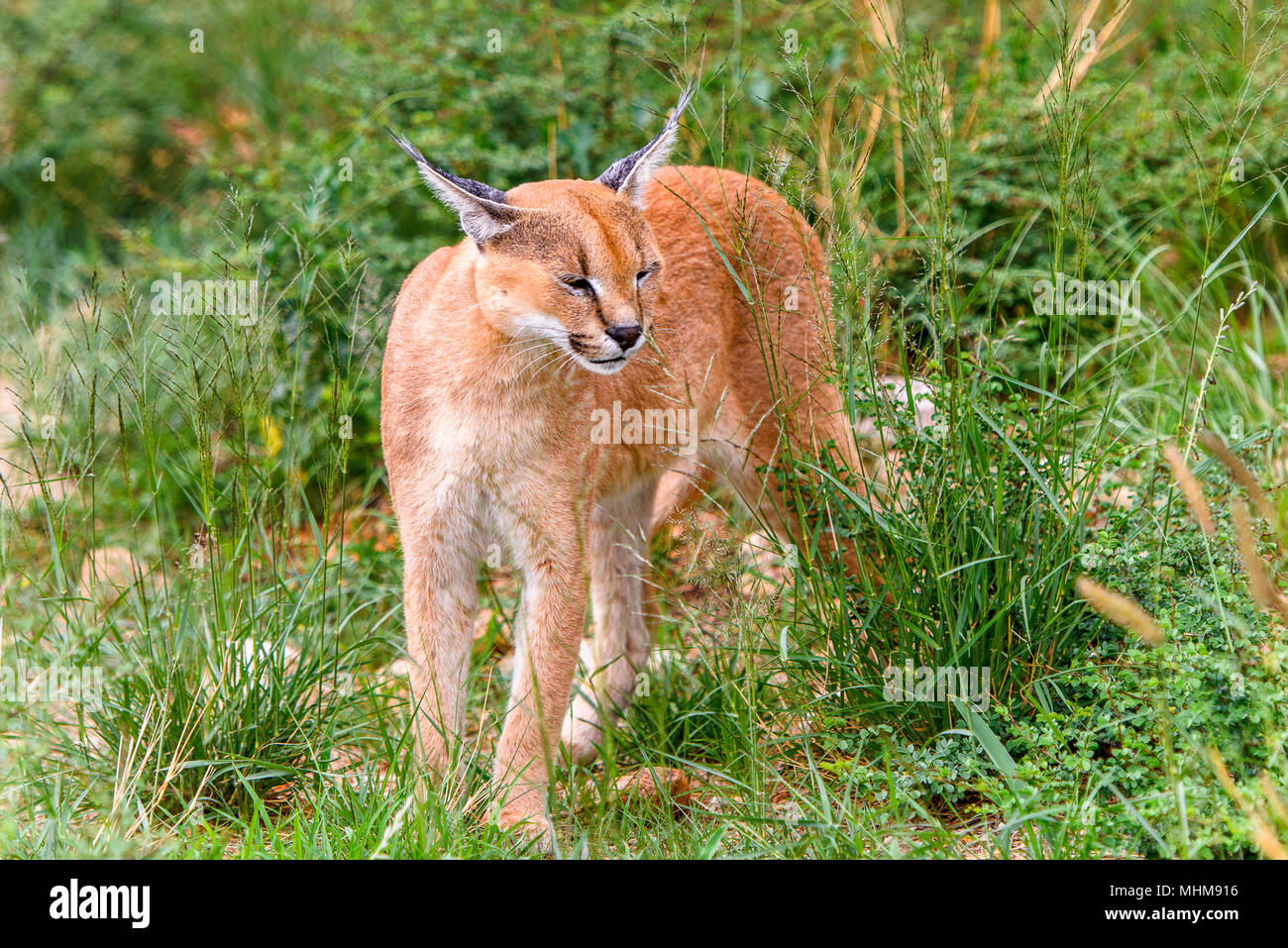 Strifed African Scat Oder Strifed Scat Stockfotos und -bilder Kaufen - Alamy