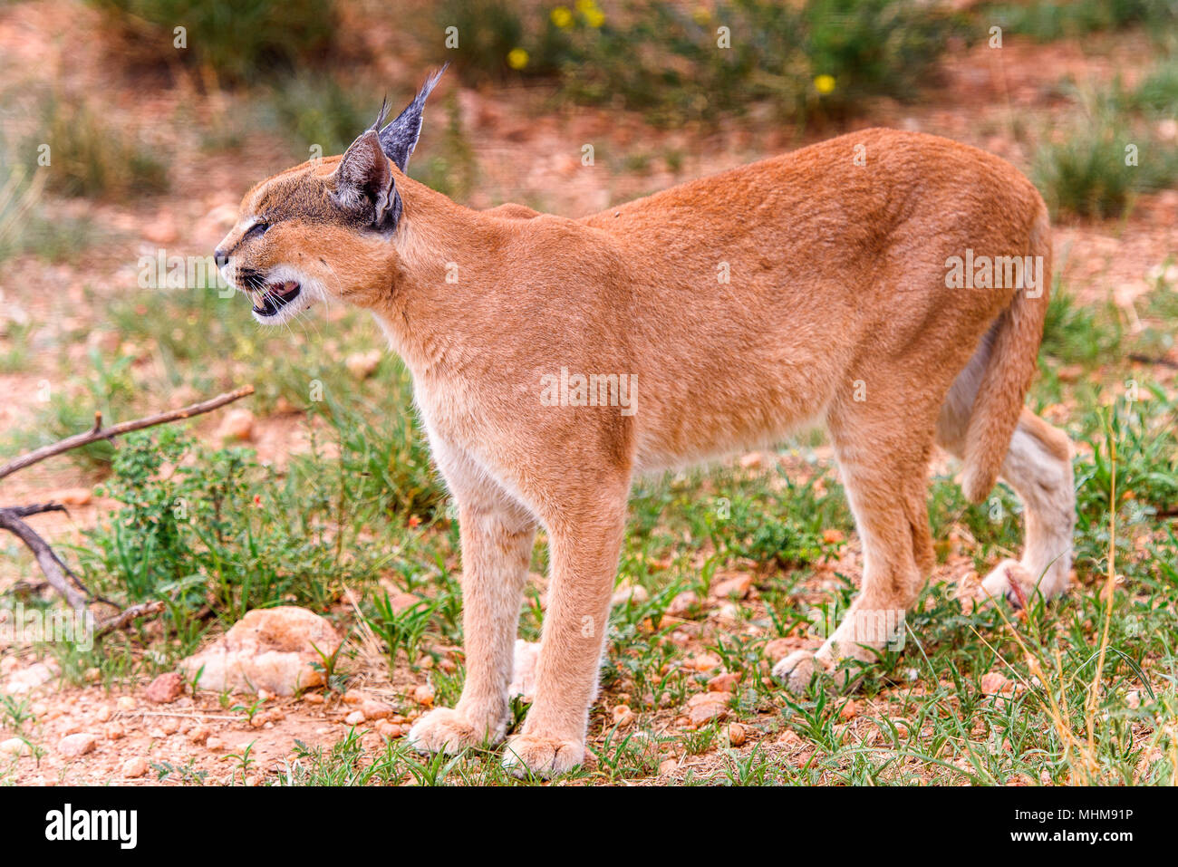 Strifed African Scat Oder Strifed Scat Stockfotos und -bilder Kaufen - Alamy