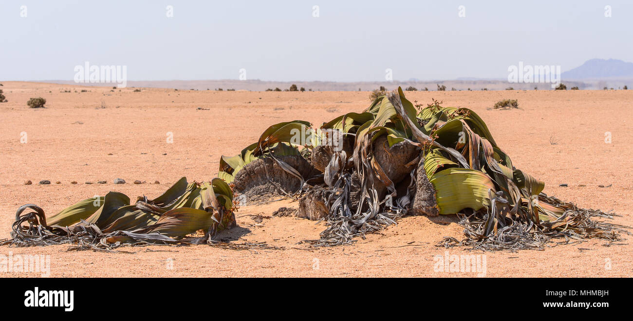 Welwitschia Mirabilis (lebendes Fossil), Versteinerter Wald, Namibia Stockfoto