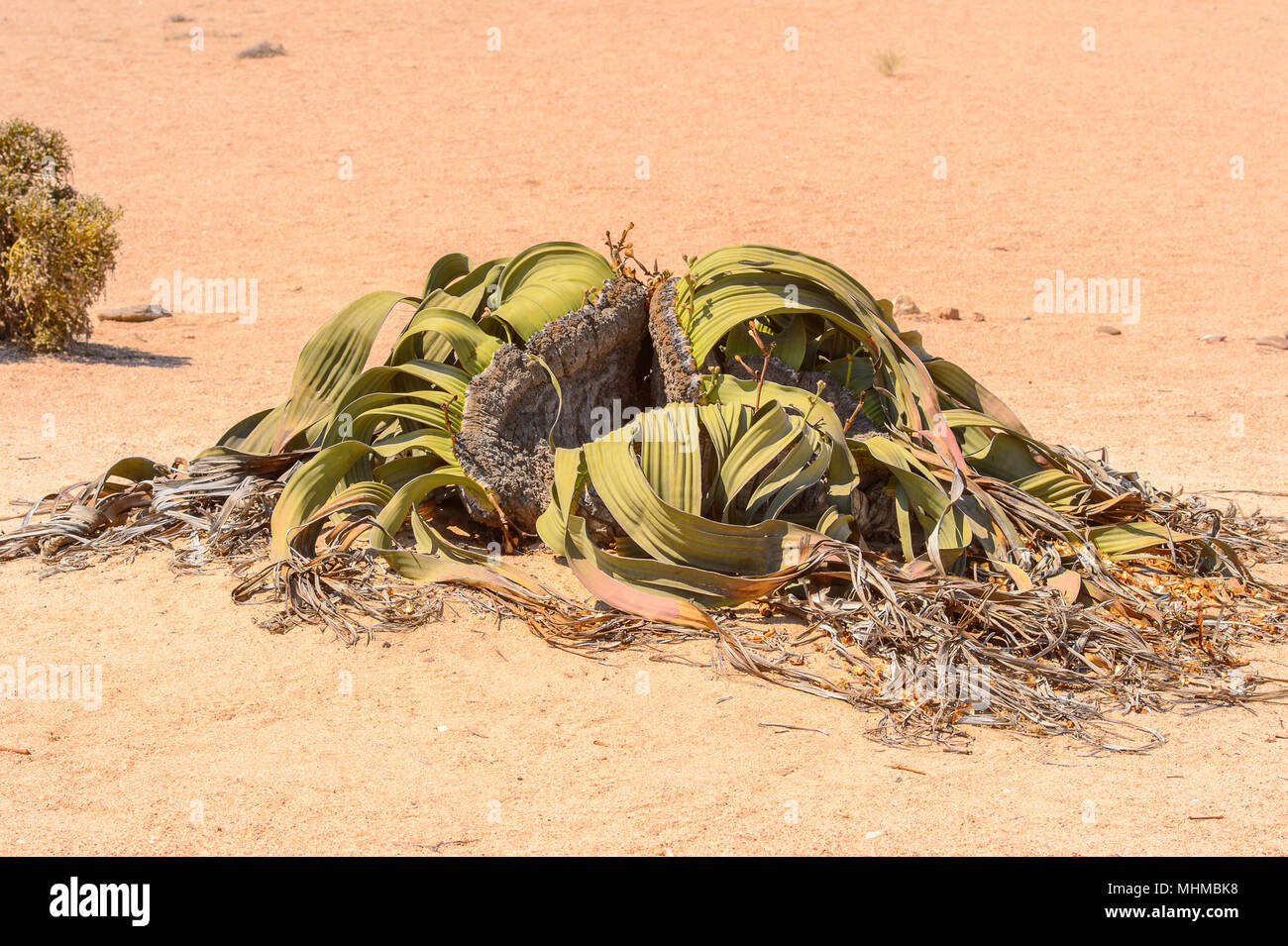 Welwitschia Mirabilis (lebendes Fossil), Versteinerter Wald, Namibia Stockfoto