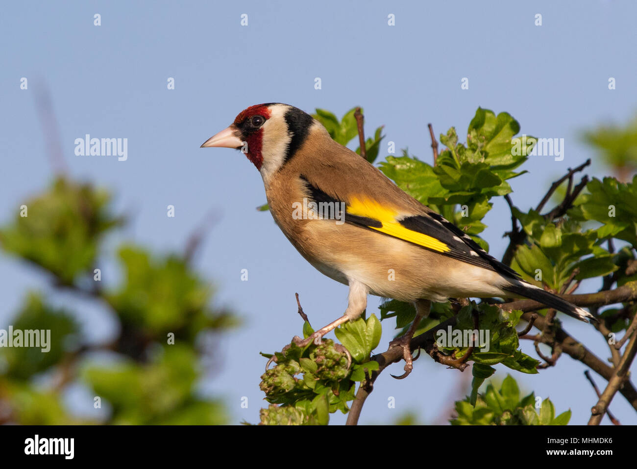 Europäische Stieglitz (Carduelis carduelis) in einem Weißdorn-Baum gehockt Stockfoto