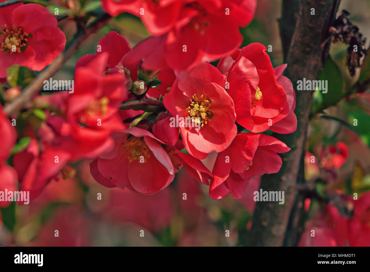 Japanische blühende Quitte (chaenomeles Japonica) Stockfoto