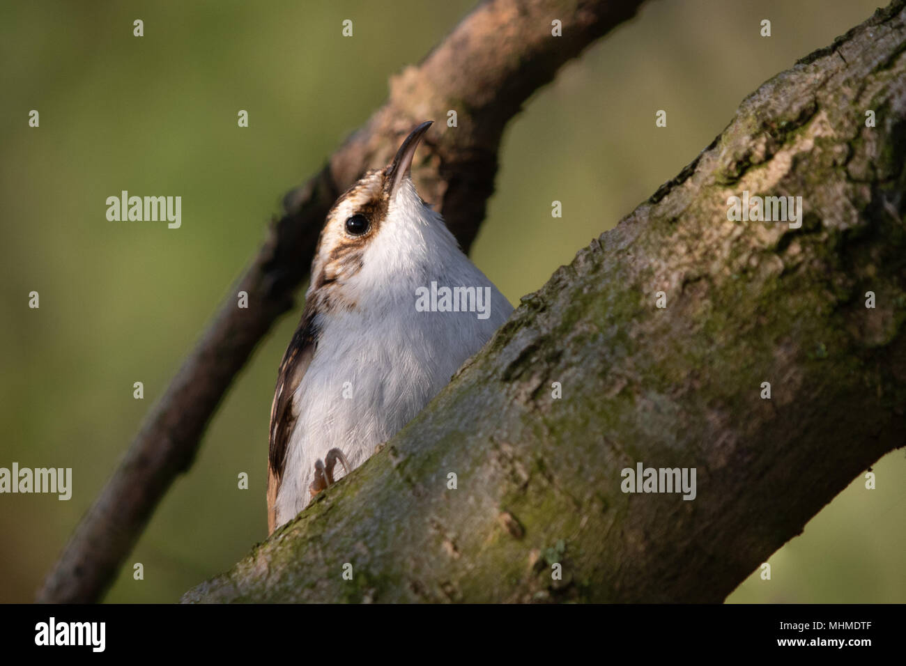 Eurasian Treecreeper (Certhia familiaris) Futter für Wirbellose auf der Rinde von einer Ziege Weide (Salix caprea) Baum Stockfoto
