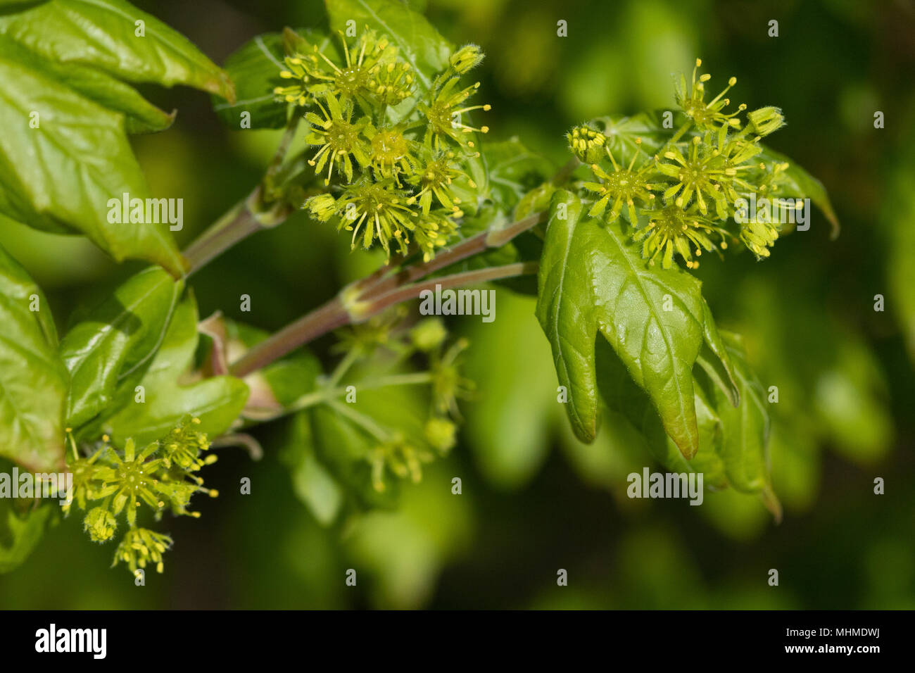 Blühende Feld Ahorn (Acer campestre) Baum mit frischen Blätter Stockfoto