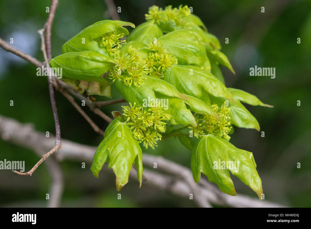 Blühende Feld Ahorn (Acer campestre) Baum mit frischen Blätter Stockfoto