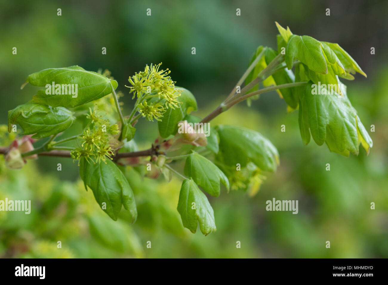 Blühende Feld Ahorn (Acer campestre) Baum mit frischen Blätter Stockfoto