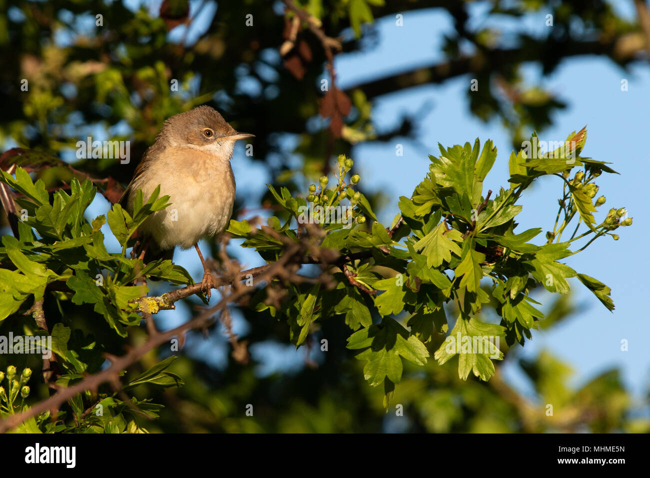 Weibliche Common Whitethroat (Sylvia communis) unter frische Blätter und Blüten einer pedunculate Oak (Quercus robur) Baum gehockt Stockfoto