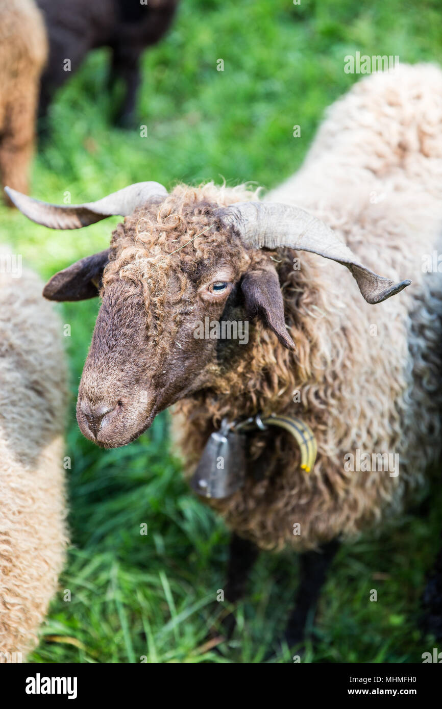 Lockiges Fell Schafe mit dem Hals Bell in Grün Schweizer Bauernhof  Stockfotografie - Alamy
