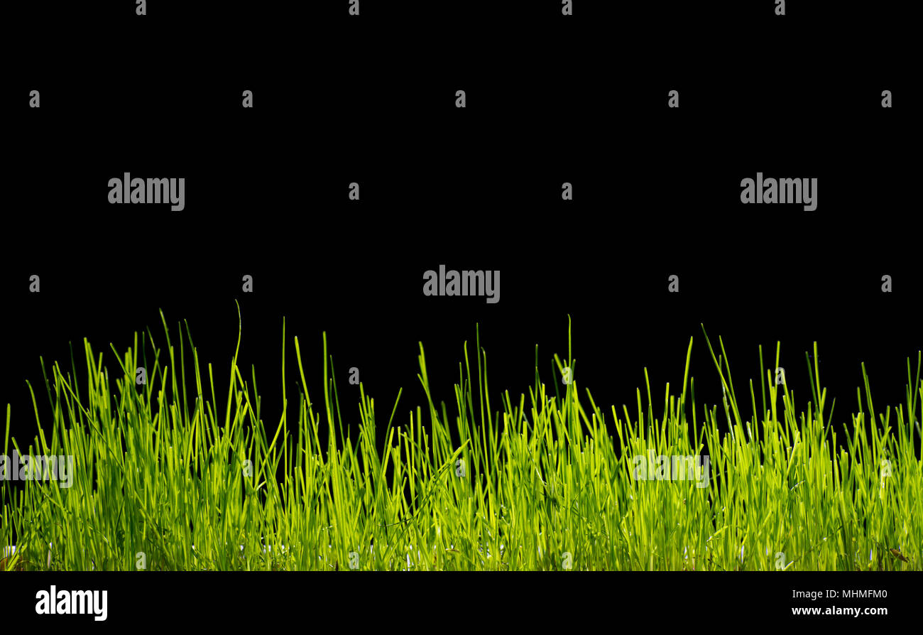 Gras Hintergrund auf Schwarz Stockfoto
