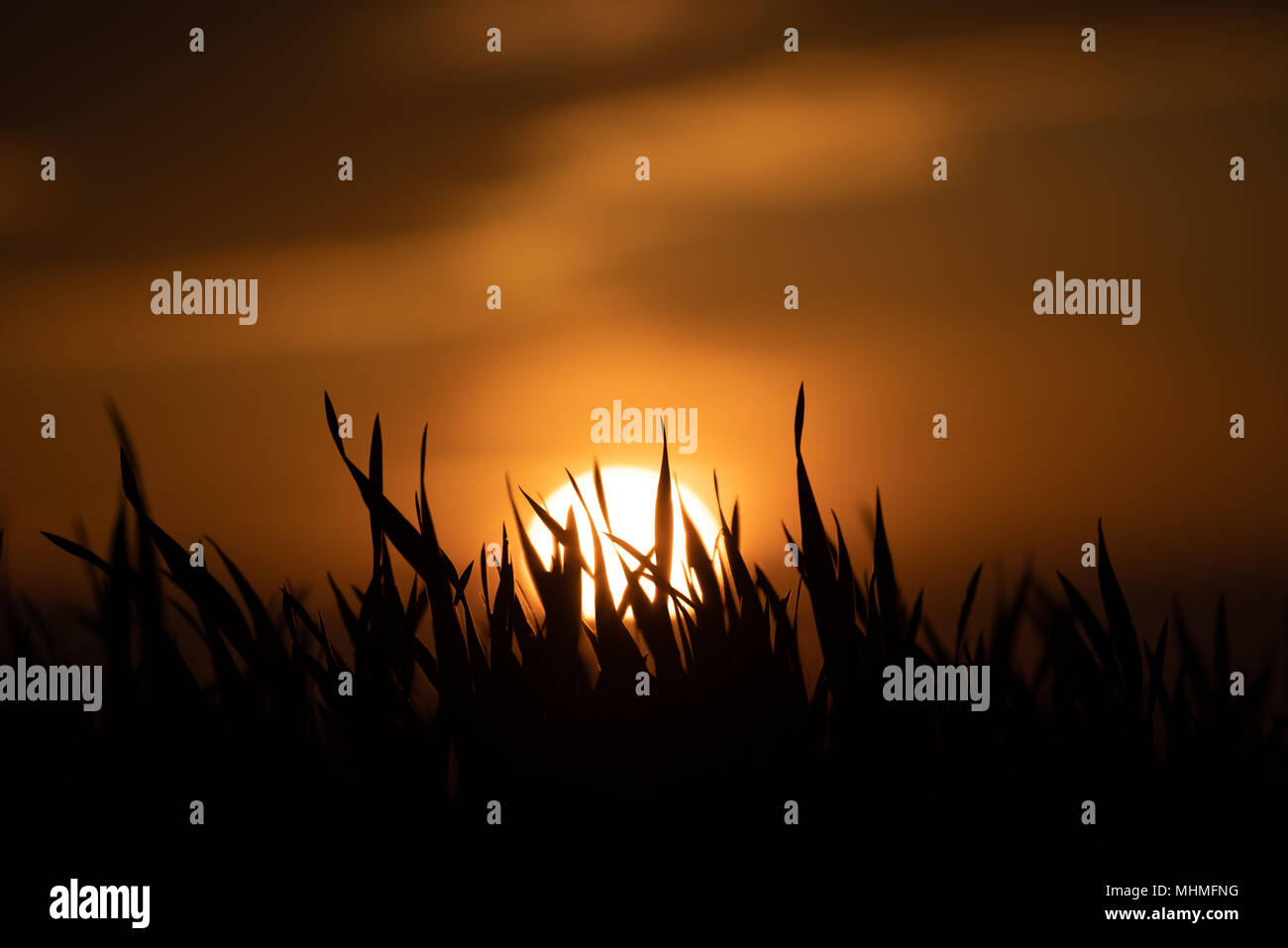 Silhouette des Grases bei Sonnenuntergang Stockfoto