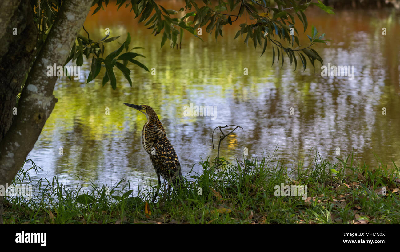Tiger Reiher stehend in die dichte Dickichte des tropischen Sümpfen. Stockfoto