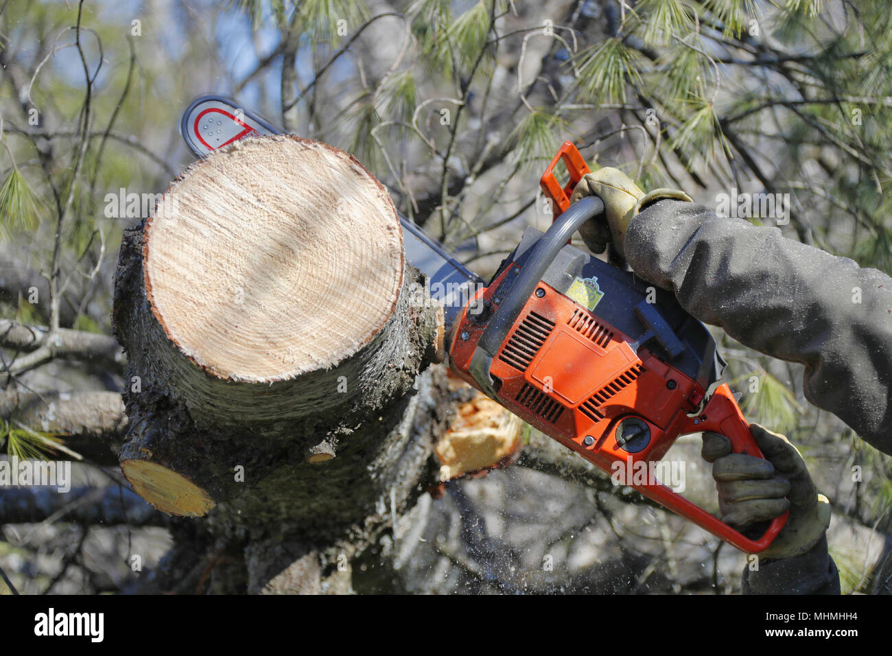 Eine Nahaufnahme einer Kettensäge schneiden einen Baumstamm. Stockfoto