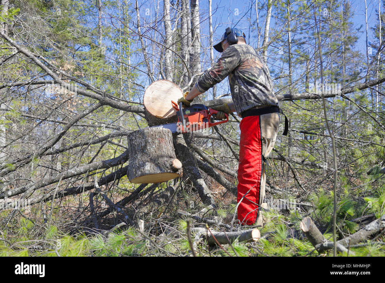 Ein Baumabschnitt, der fällt, nachdem er von einem Mann mit einer Kettensäge geschnitten wurde. Stockfoto