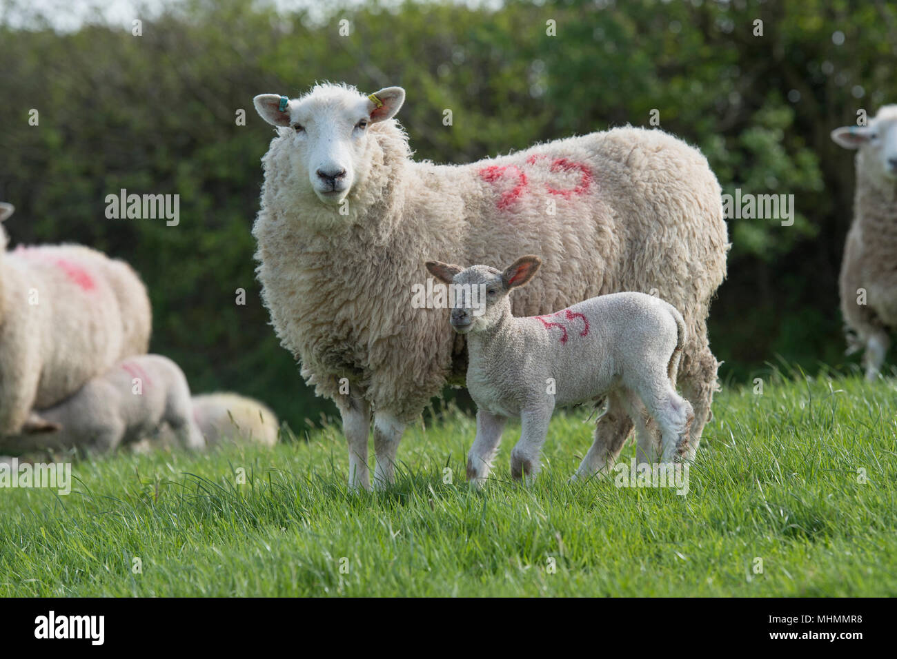 Schafe und Lämmer in eine Herde Schafe Stockfoto