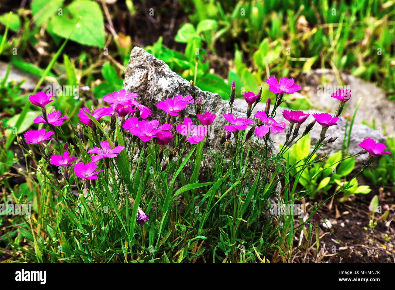 Eine schöne Gruppe von Dianthus Carthusianorum (wilde Nelke, kartäuser Kartäuser Nelke, pink, Clusterhead) in den Wilden. Stockfoto