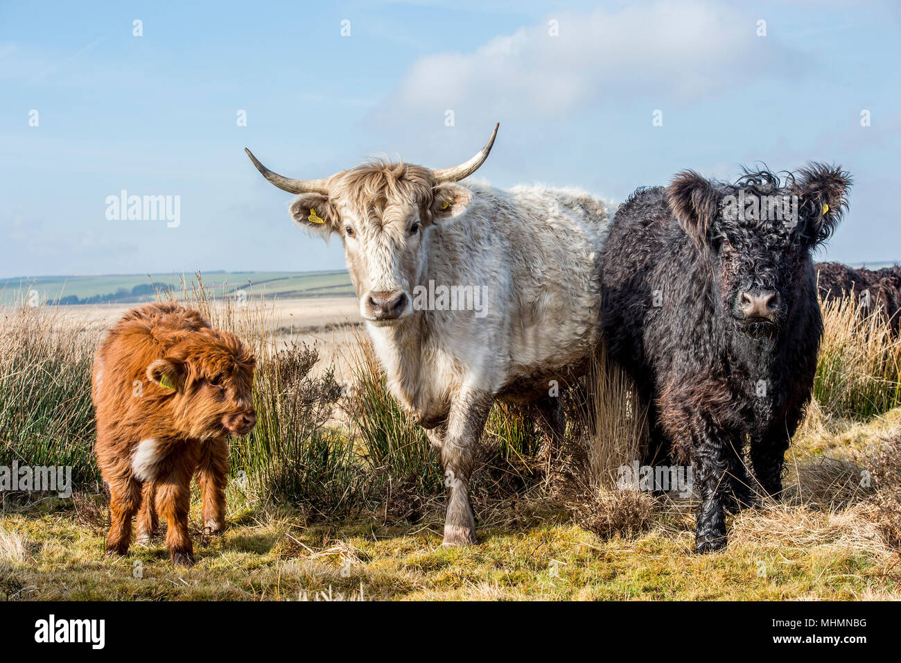 Wilde Moor- und Berg Rinder Stockfoto