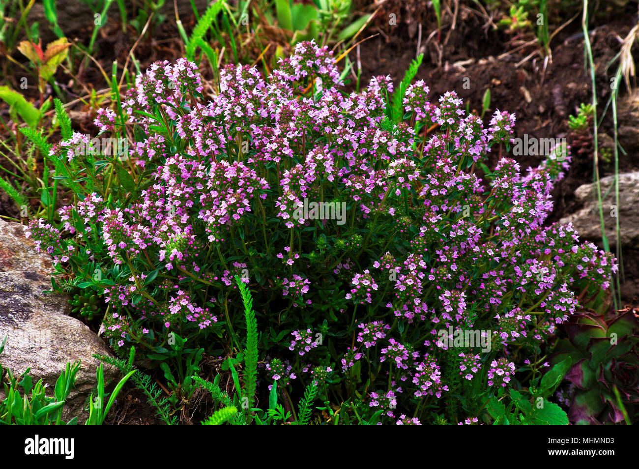 Ein schönes Kissen von Thymus Beurre (Mutter von Thymian, schleichende Thymian, wilder Thymian) in einer Bergwiese im Frühjahr. Stockfoto