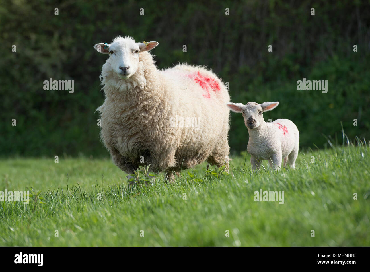 Schaf und Lamm auf dem Land Stockfoto