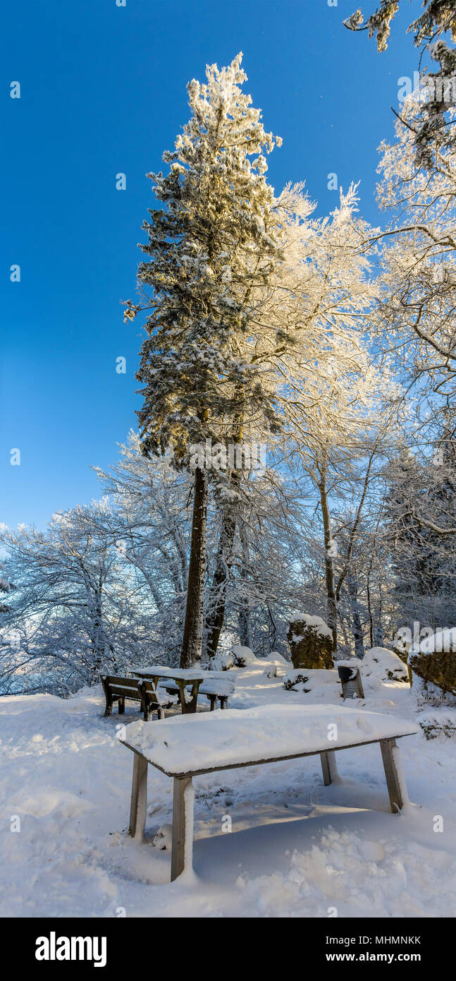 Wald auf dem Uetliberg in Zürich - Schweiz Stockfoto