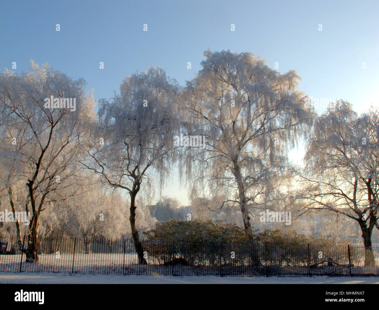 Knightswood Park kalten frostigen Morgen Frost Eis verkrusteten Bäume, kalten, blauen Himmel niemand copyspace Stockfoto