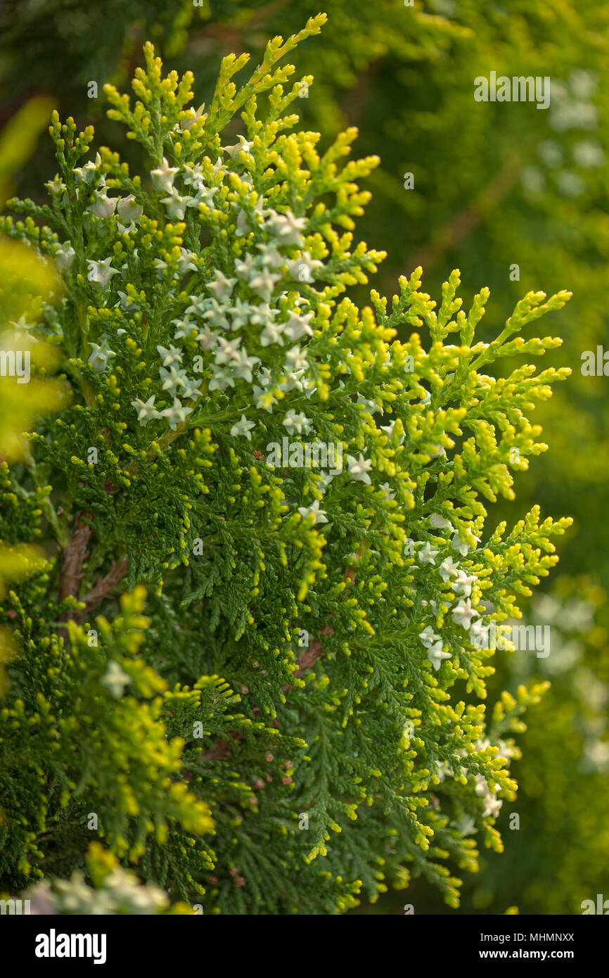 Thuja Zweige mit kleinen grnen Kegel Natur Makro Hintergrund  Stockfotografie - Alamy