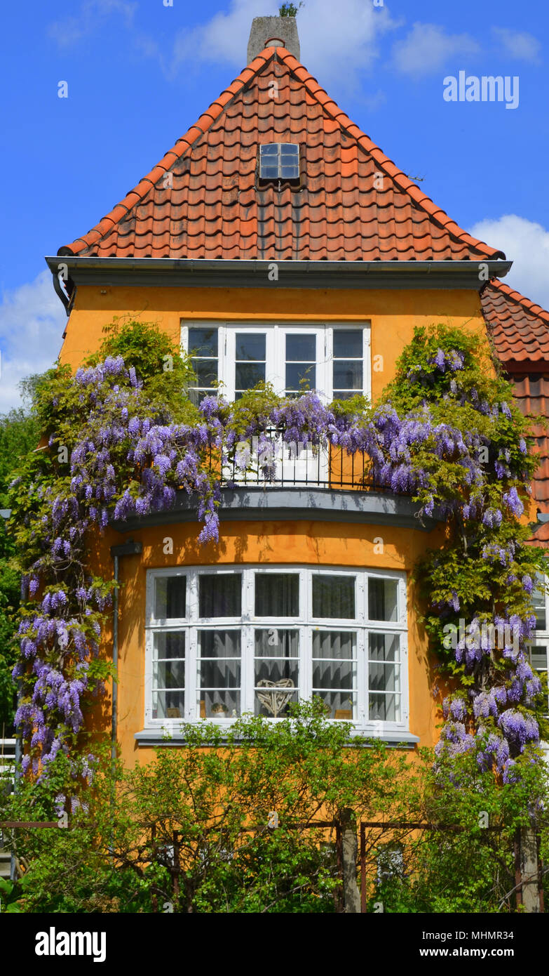 Gelbes Haus mit Weinstock Stockfoto