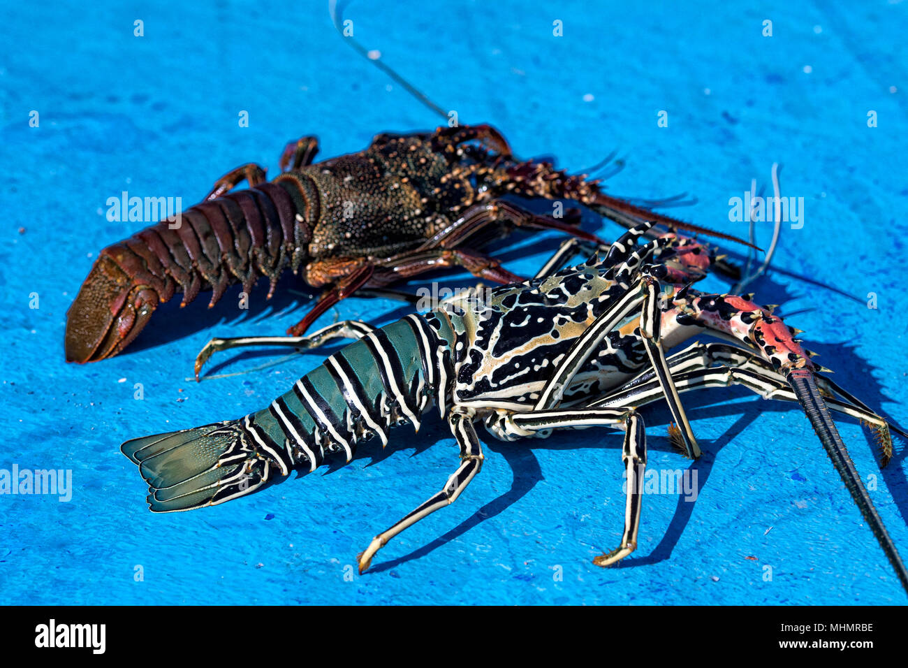 Lebende hummer im tank Fotos und Bildmaterial in hoher Auflösung Alamy