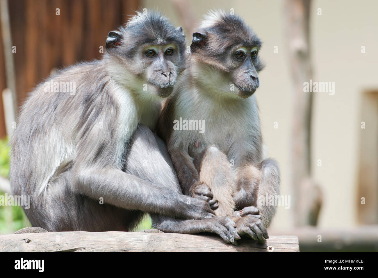 Zwei Affen halten Sie Ihre Hände Stockfoto